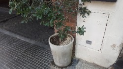 Foto Lote